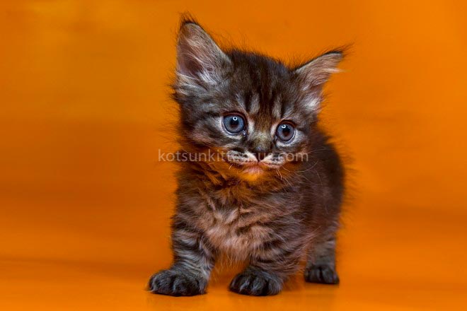 Jamper Tiny Munchkin Short Legs Black Tabby photo 15