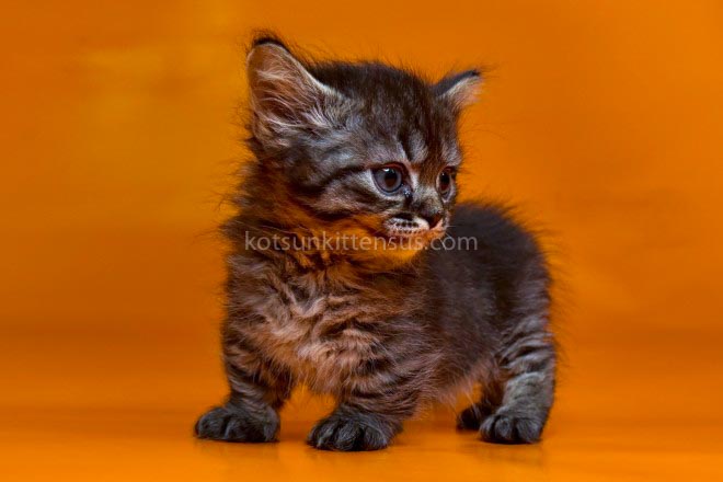 Jamper Tiny Munchkin Short Legs Black Tabby photo 9