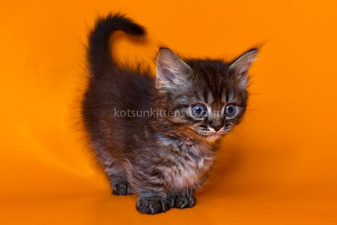 Jamper Tiny Munchkin Short Legs Black Tabby photo 4