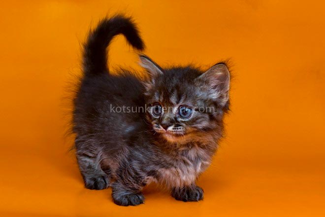 Jamper Tiny Munchkin Short Legs Black Tabby photo 3