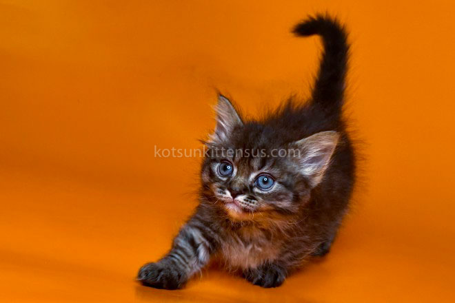Jamper Tiny Munchkin Short Legs Black Tabby photo 8