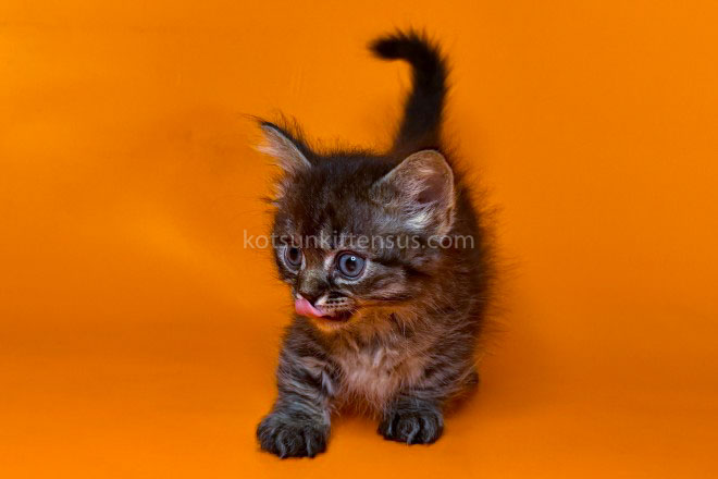 Jamper Tiny Munchkin Short Legs Black Tabby photo 13