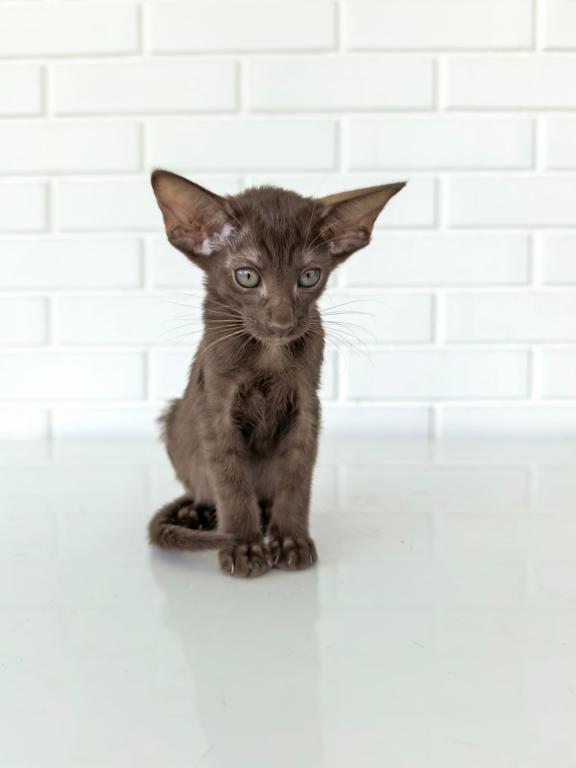 Oriental Shorthair Yellow Collar Female photo 5