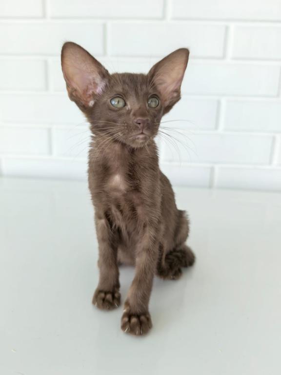 Oriental Shorthair Yellow Collar Female photo 2