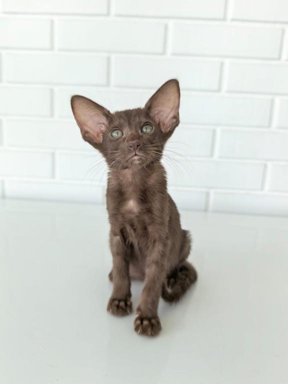 Oriental Shorthair Yellow Collar Female photo 4