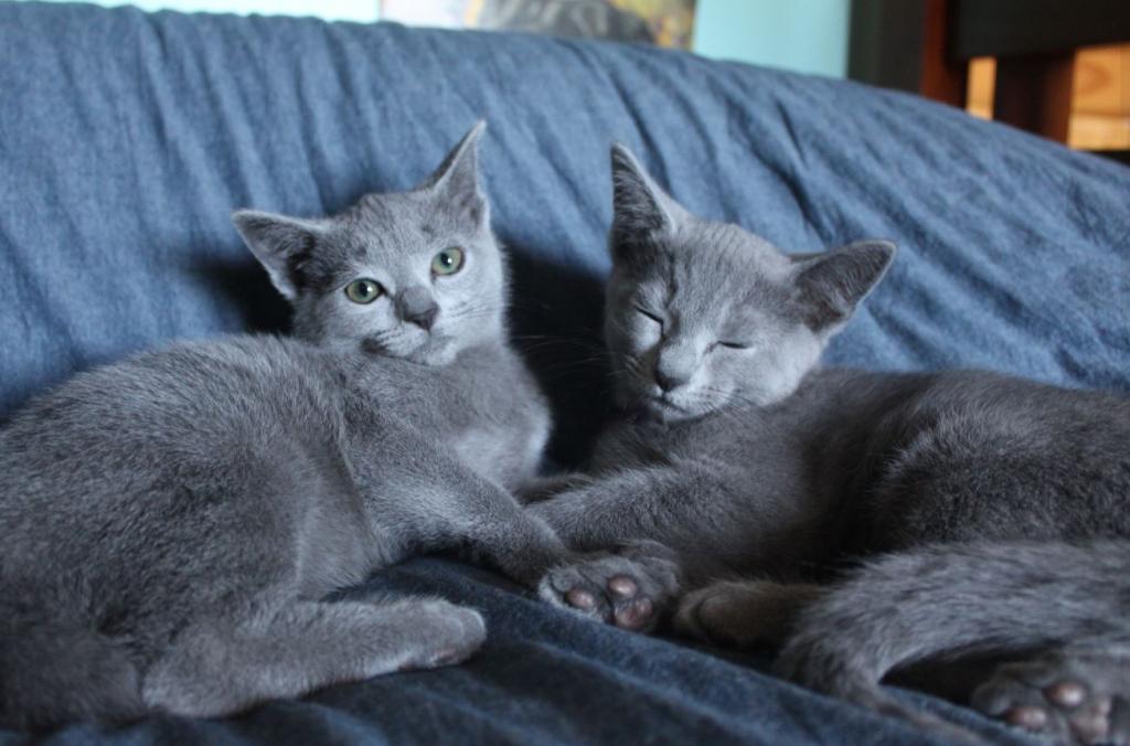 Russian Blue Kittens photo 3