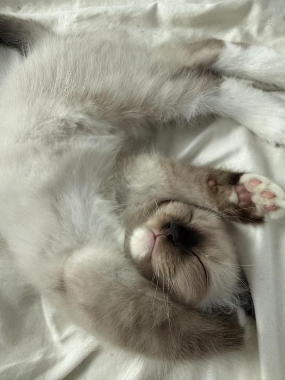 SUPER LOVING Ragdoll Choc Pt  Male Sock And Mitted photo 3