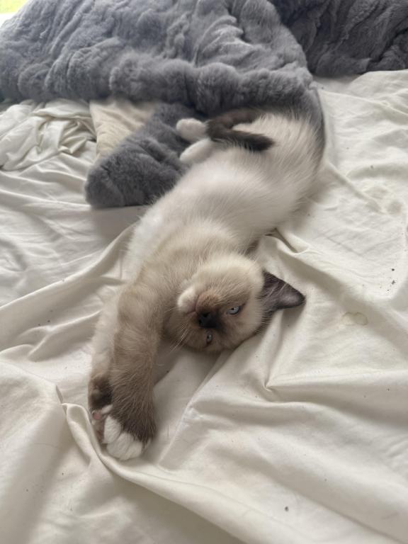 SUPER LOVING Ragdoll Choc Pt  Male Sock And Mitted photo 2