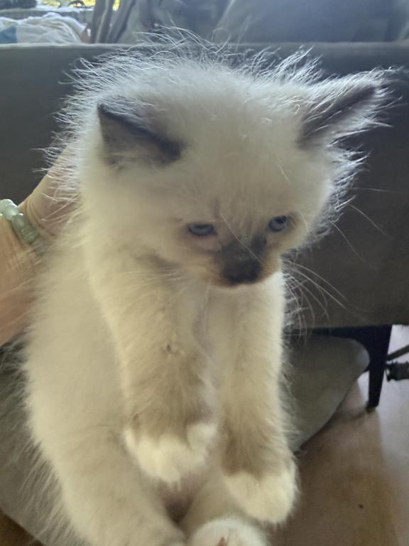 SUPER LOVING Ragdoll Choc Pt  Male Sock And Mitted photo 7