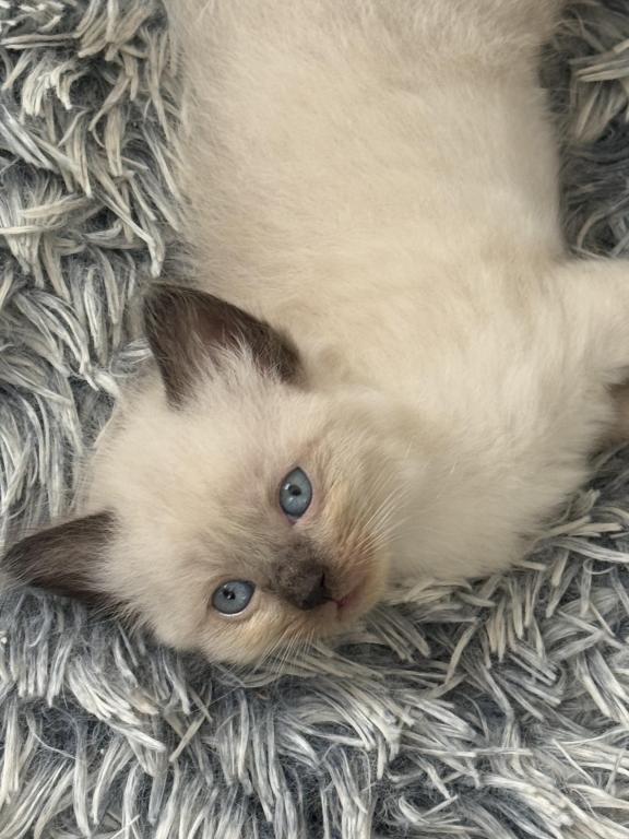 SUPER LOVING Ragdoll Choc Pt  Male Sock And Mitted photo 1