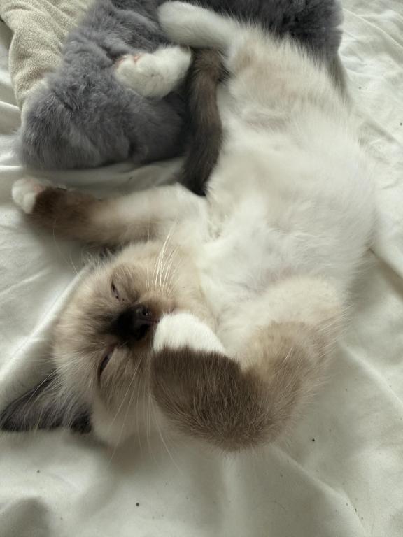 SUPER LOVING Ragdoll Choc Pt  Male Sock And Mitted photo 4