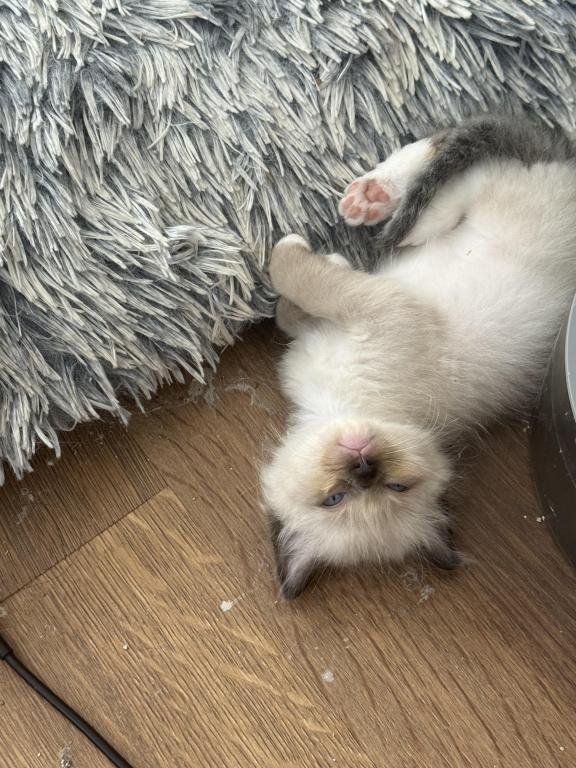SUPER LOVING Ragdoll Choc Pt  Male Sock And Mitted photo 6