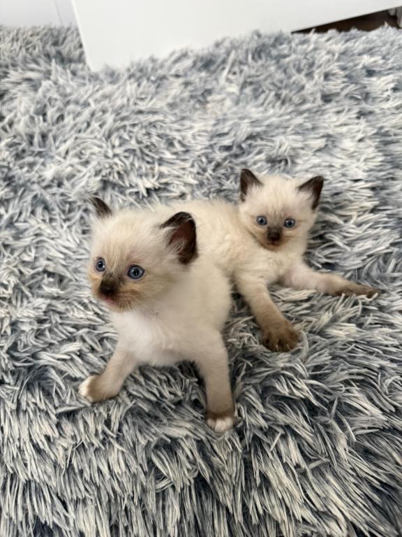 SUPER LOVING Ragdoll Choc Pt  Male Sock And Mitted photo 5
