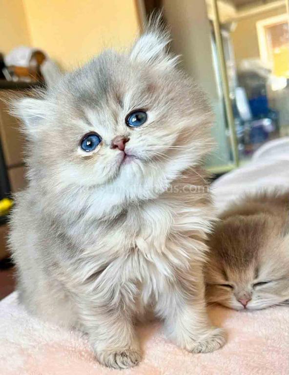 Kivi Blue Golden Chinchilla British Longhair Girl