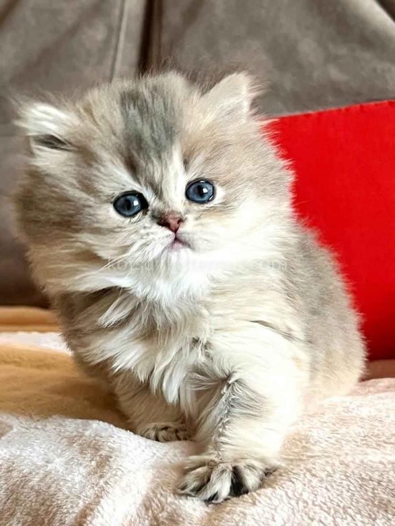 Kivi Blue Golden Chinchilla British Longhair Girl photo 19