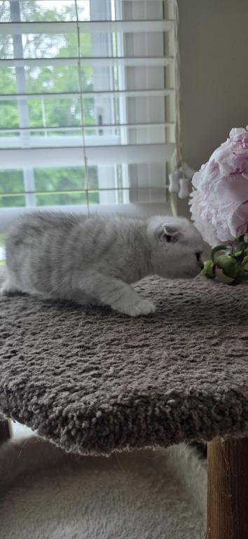 Bruno Litter photo 51