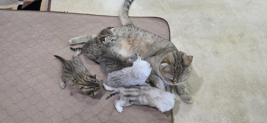 Bruno Litter photo 74