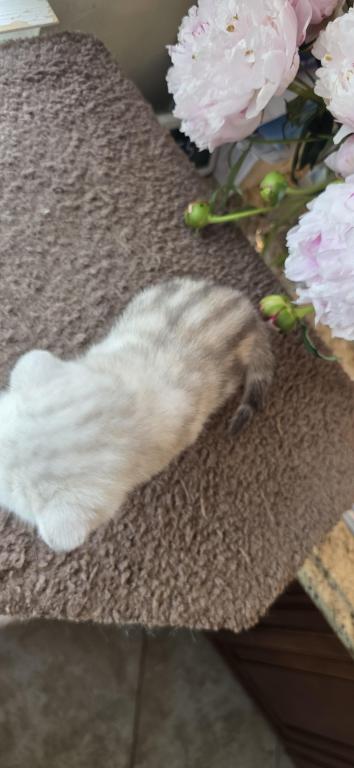 Bruno Litter photo 60