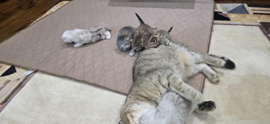 Bruno Litter photo 71