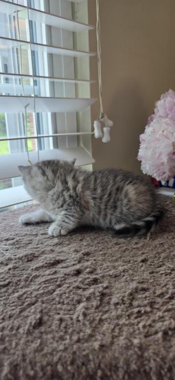Bruno Litter photo 64