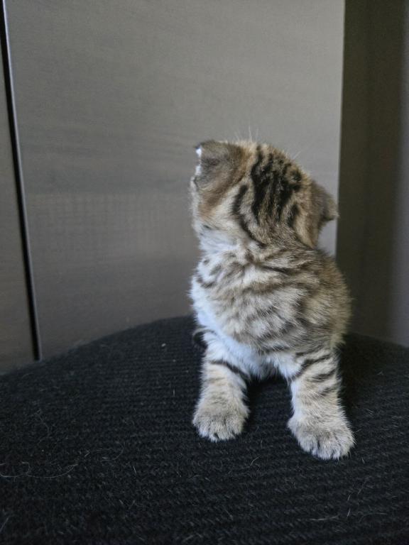 Bruno Litter photo 20