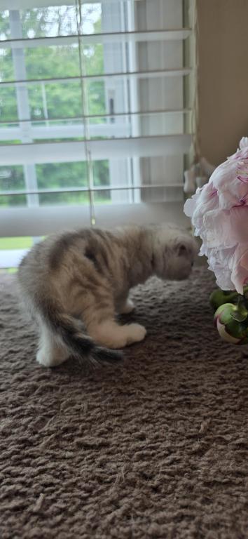 Bruno Litter photo 57