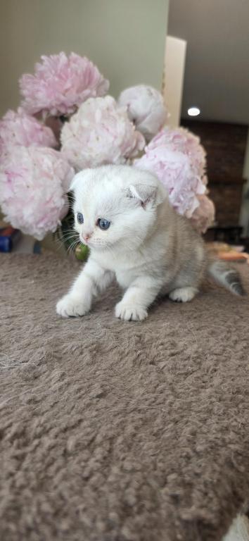 Bruno Litter photo 58