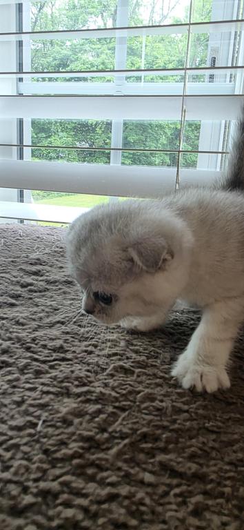 Bruno Litter photo 52