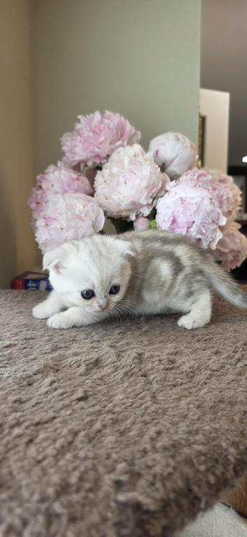 Bruno Litter photo 59