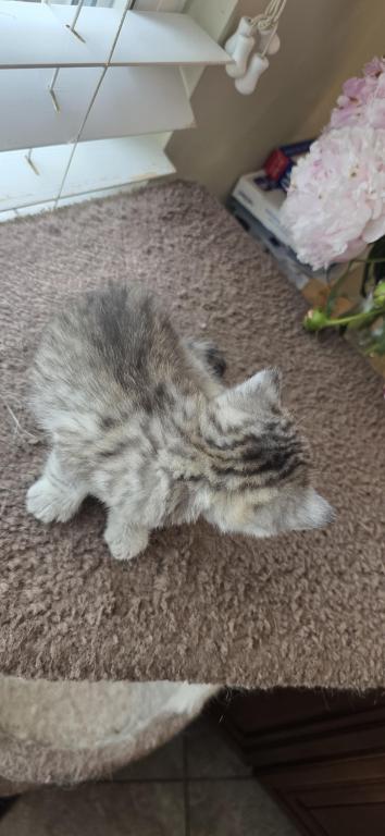 Bruno Litter photo 68