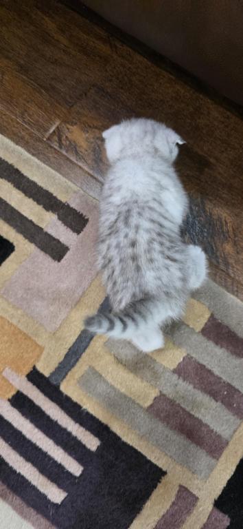 Bruno Litter photo 41