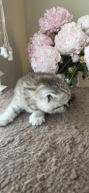 Bruno Litter photo 66