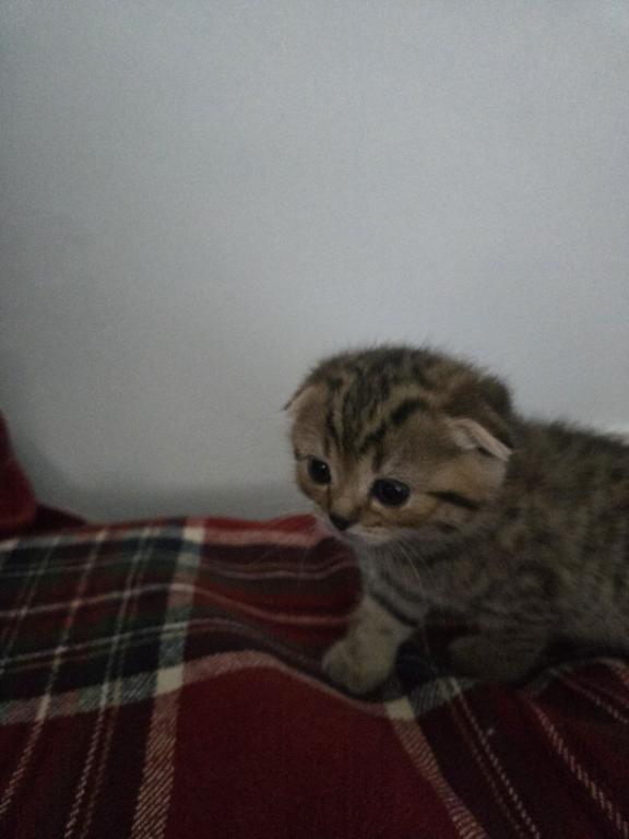 Bruno Litter photo 7