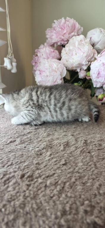 Bruno Litter photo 63