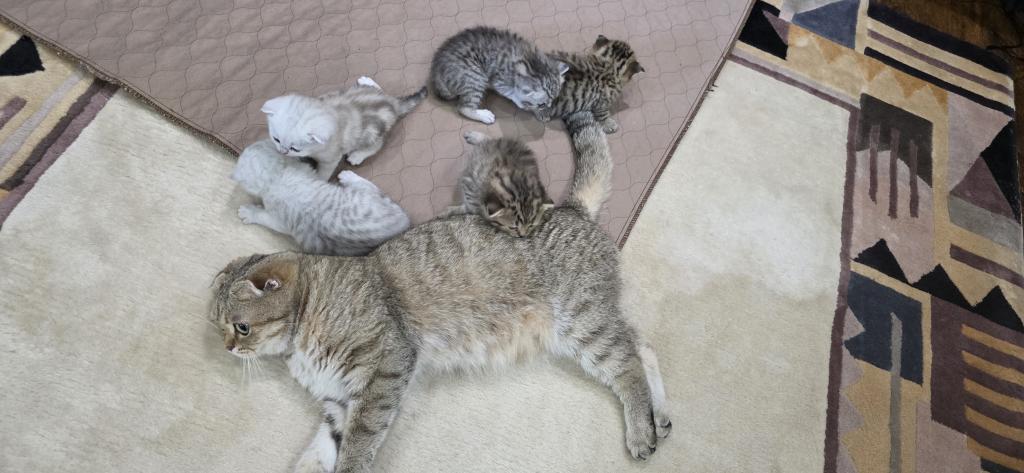 Bruno Litter photo 80