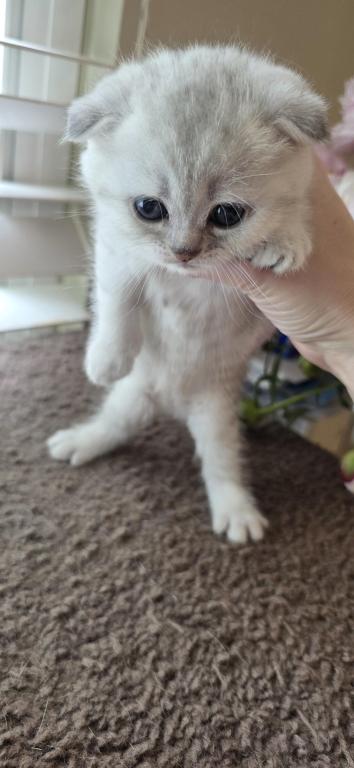 Bruno Litter photo 49