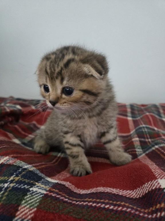 Bruno Litter photo 39