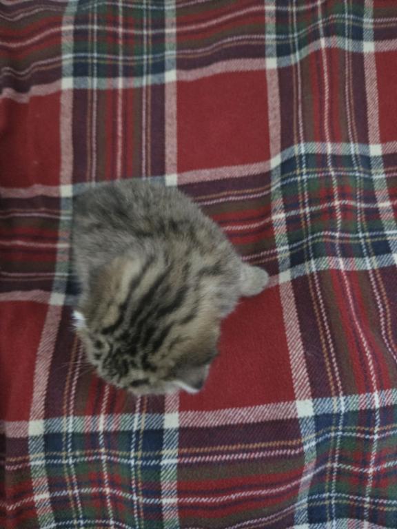 Bruno Litter photo 38