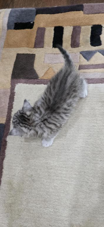 Bruno Litter photo 46
