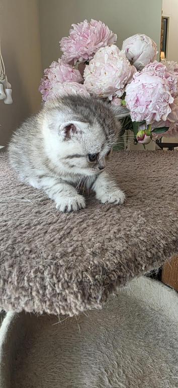Bruno Litter photo 69