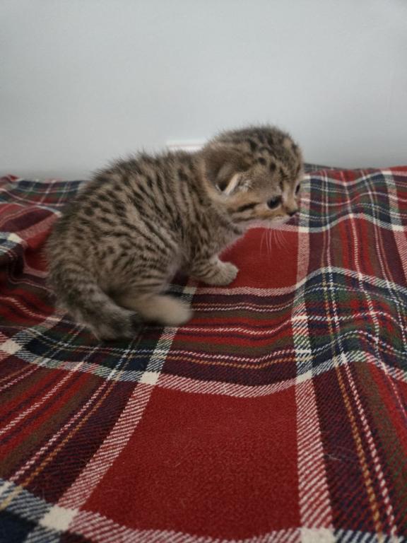 Bruno Litter photo 37