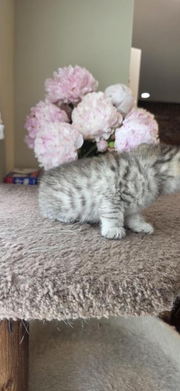 Bruno Litter photo 65