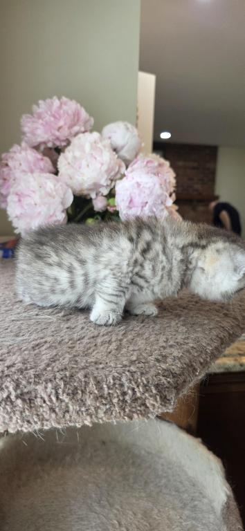 Bruno Litter photo 67