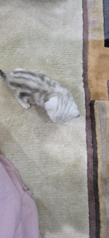 Bruno Litter photo 42