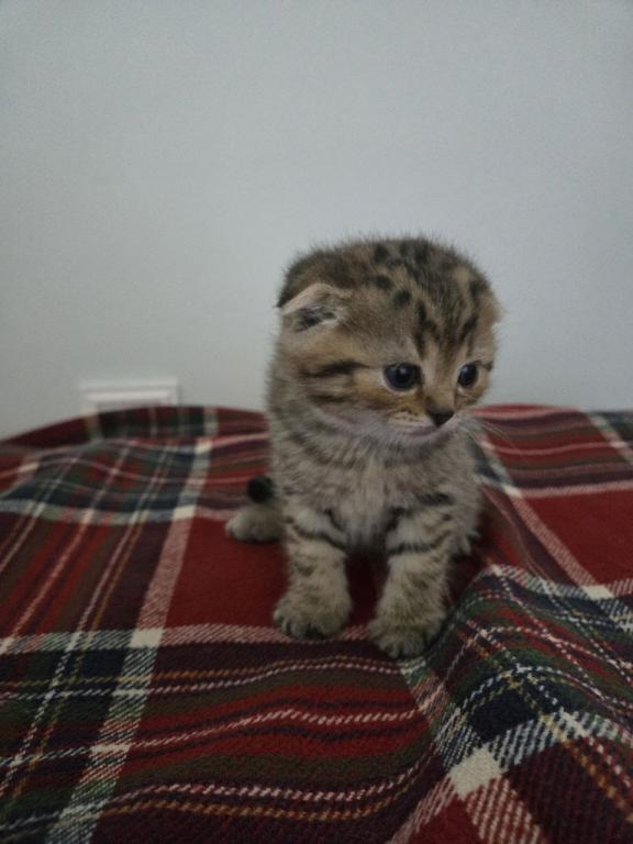 Bruno Litter photo 33