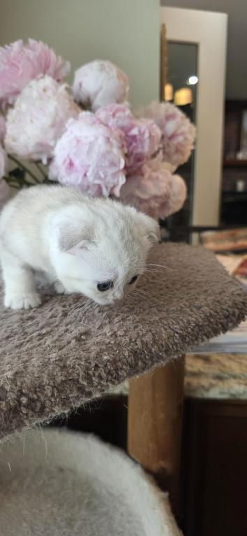 Bruno Litter photo 61