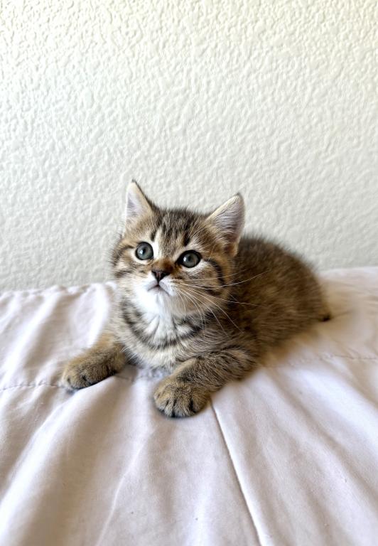 Simba photo 5