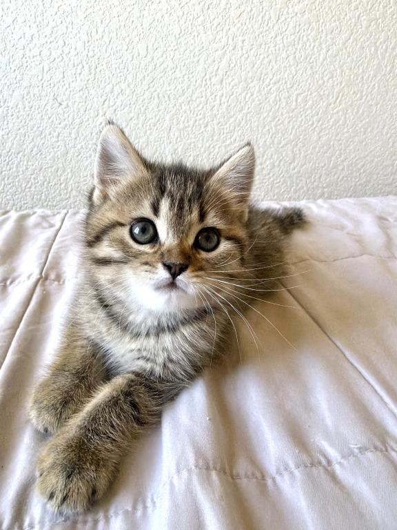 Simba photo 1