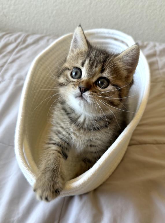 Simba photo 4