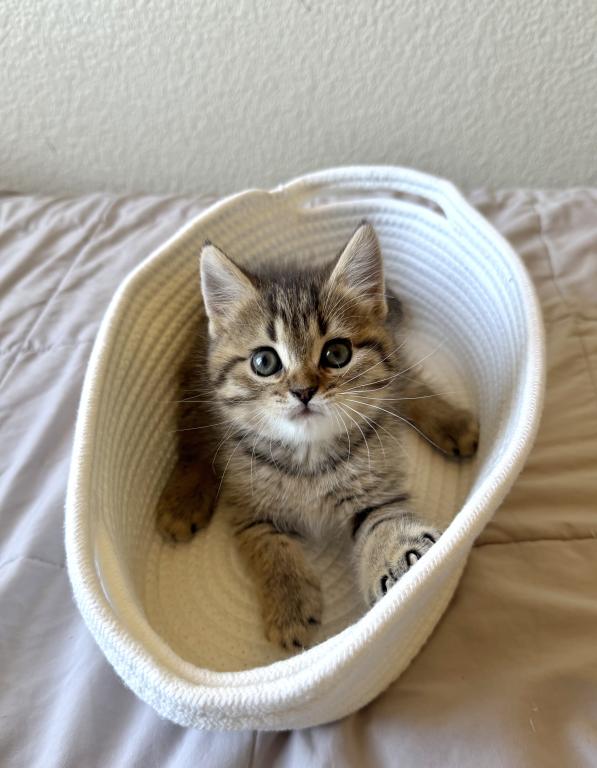 Simba photo 2